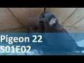 Pigeon 22  s01e02