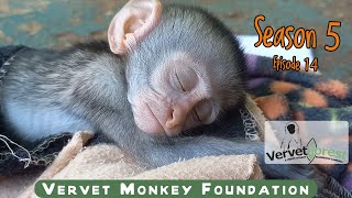 Two new baby monkey arrivals, Uncle Floki visits the vet, orphan monkeys visit Goliath foster moms