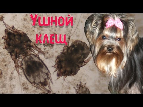 Ушной клещ у собак | Симптомы | Лечение.