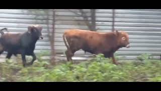 051070888-82-81. Bordağa Və Damazliga Yararlı 2-Baş Erkek Dar Satilir