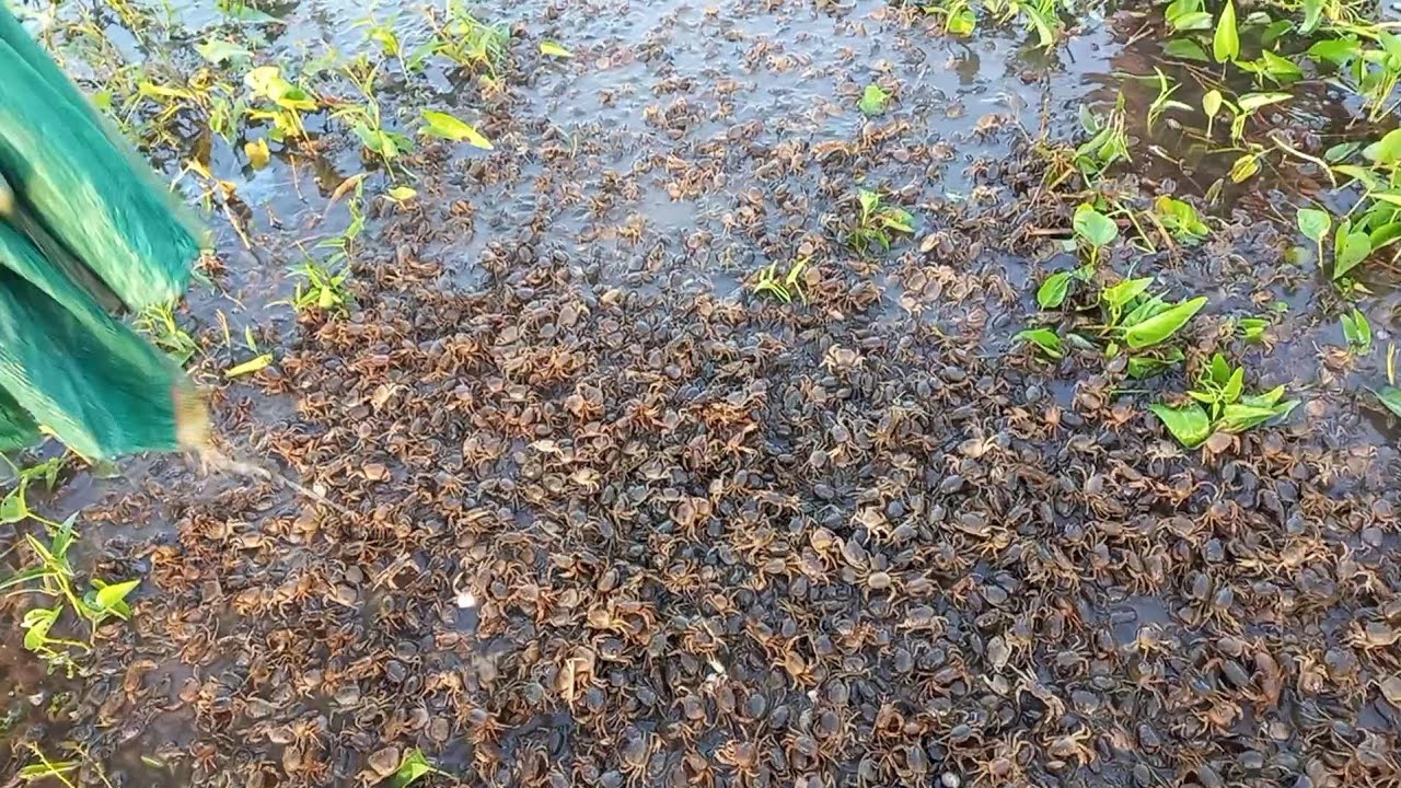 Mô hình nuôi cua đồng trong ruộng bỏ hoang @trại-giống-hà-nam 0911.047.988