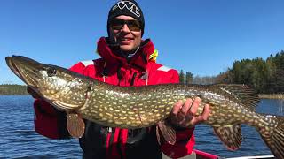 Pikefishing in Sweden 2018