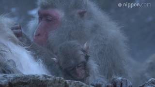 “Snow Monkeys” Enjoy Hot Spring Bathing at Jigokudani Yaen-Kōen, Nagano Prefecture | Nippon.com by Nippon.com: Japan in Video 1,349 views 4 years ago 41 seconds