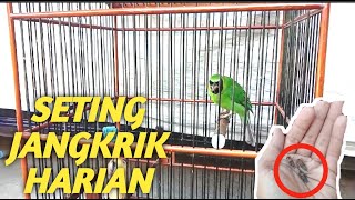Perawatan harian cucak Ijo dan seting jangkrik harian