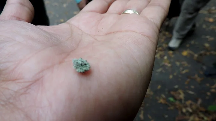 Capital Naturalist: Debris-Carrying Lacewing