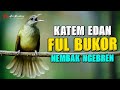 KAPAS TEMBAK GACOR SUPER EDAN FULL BUKOR NEMBAK SUPER PEDES