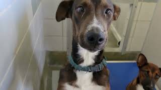 acs A682590