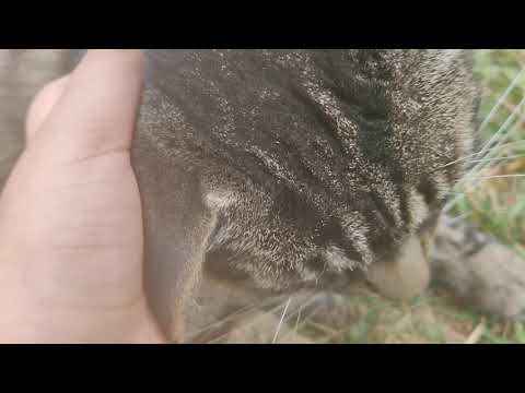 fuzzy the cat