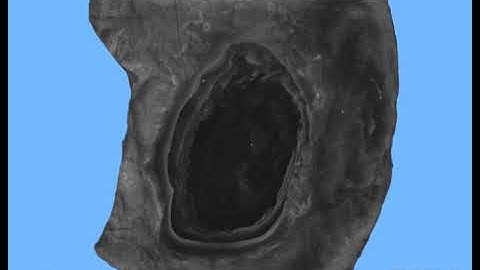 CT Video Scan Of Fossil