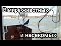 Моряк и природа / В мире животных и насекомых / моряк блогер Алексей Маклаков