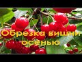 Обрезка вишни.  Если много сухого внутри кроны.