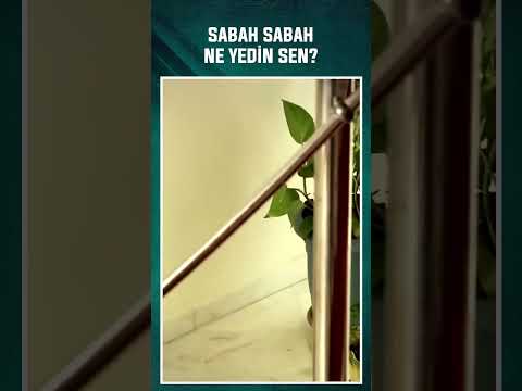 Ne Yedin, Kedi Mi Yedin Ya? | Kutsal Damacana 2: İtmen #shorts