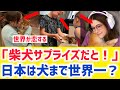 【海外の反応】海外で柴犬ブームが大爆発!「なんだこの可愛すぎる生き物は…」世界がメロメロになる理由