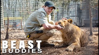 I'm A 'Lion Dad' To 4 Lions and Ligers | BEAST BUDDIES