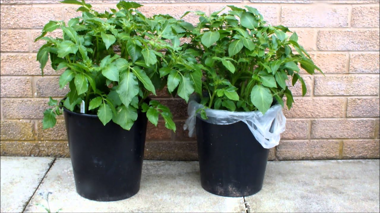 Home grown Organic early potatoes. Potatoes at 8 weeks. How to grow