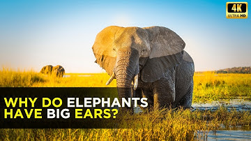 Waarom hebben olifanten ENORME oren? De verbazingwekkende wetenschap uitgelegd! 🐘
