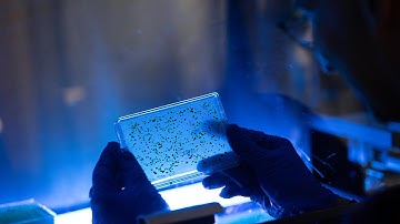 Martin Jonikas: 2020 Vilcek Prize for Creative Promise in Biomedical Science