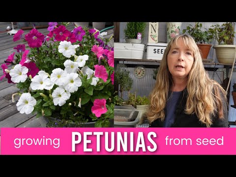 Seed Starting Petunia Flowers