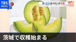 メロン生産量日本一の茨城で収穫始まる【ＳＵＮトピ】