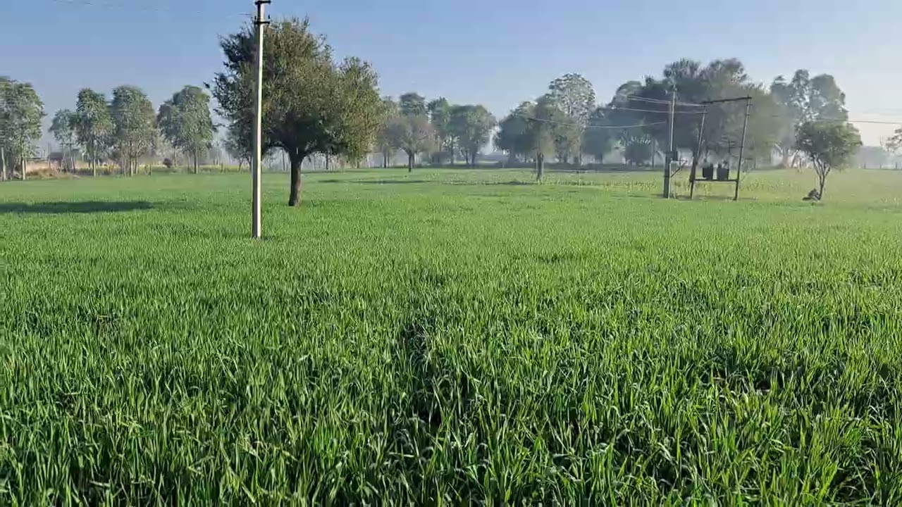 जौ (barley)ki fashal ki puri jankari 2025 