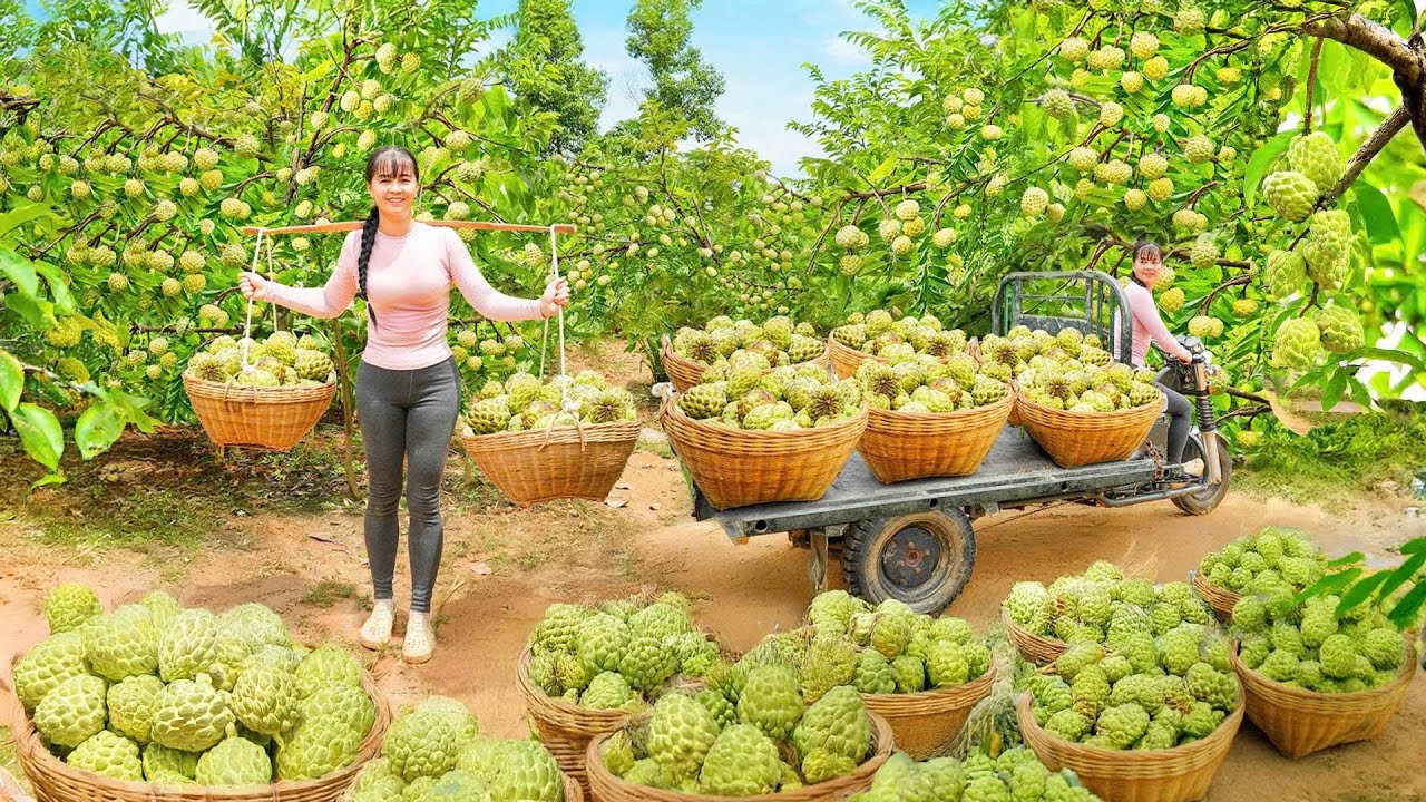 Use Truck To Harvest Tons Of Sugar Apple ( Quả NA), Go To Countryside Market Sell For Villager