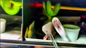 Feeding All My Green Tree Pythons In One Video!