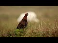Yorkshire Grouse recorded by a 5dmk3 and sigma 150-600 sport