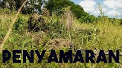 Judul Lagu Pramuka Kuambil Rumput Di Hutan Download Kumpulan Lagu Lagu India