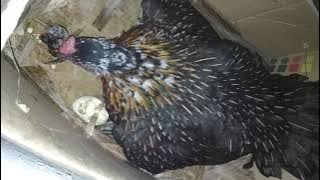 Induk Ayam memakan Anaknya yang baru ditetaskan
