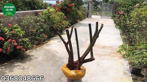 Hoa sim rừng bệ đẹp tay cành nhiều.mời các bác xem tham khảo