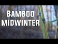 How Much Has the Bamboo Grown in 2026 🌱