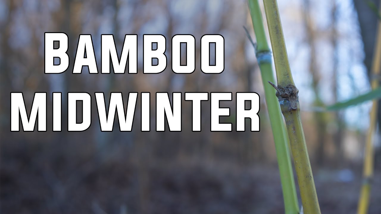 Насколько вырос бамбук к 2026 году 🌱