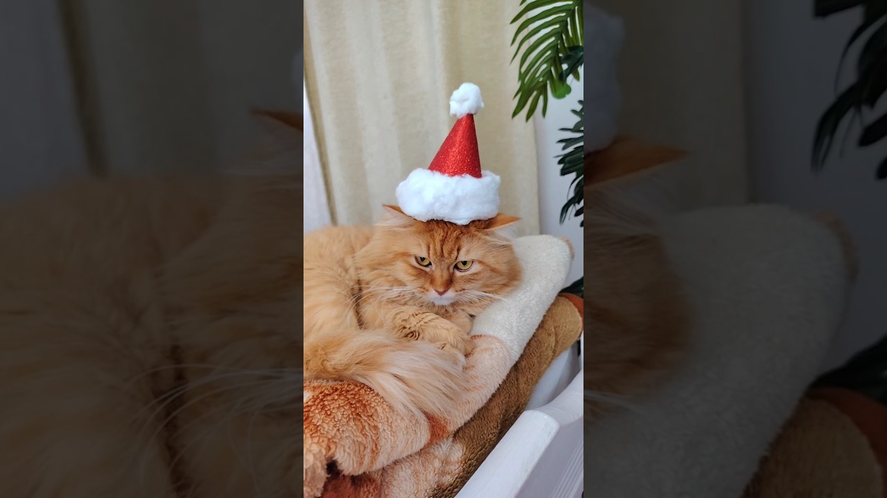 🎄 Cat Christmas Costume DIY😻 