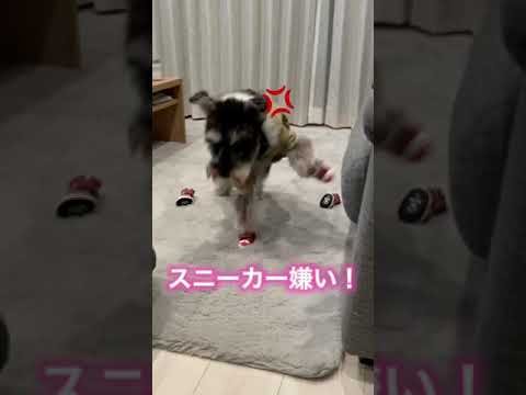ミニチュアシュナウザーに初めて犬用の靴を履かせたら可愛かった💕#shorts