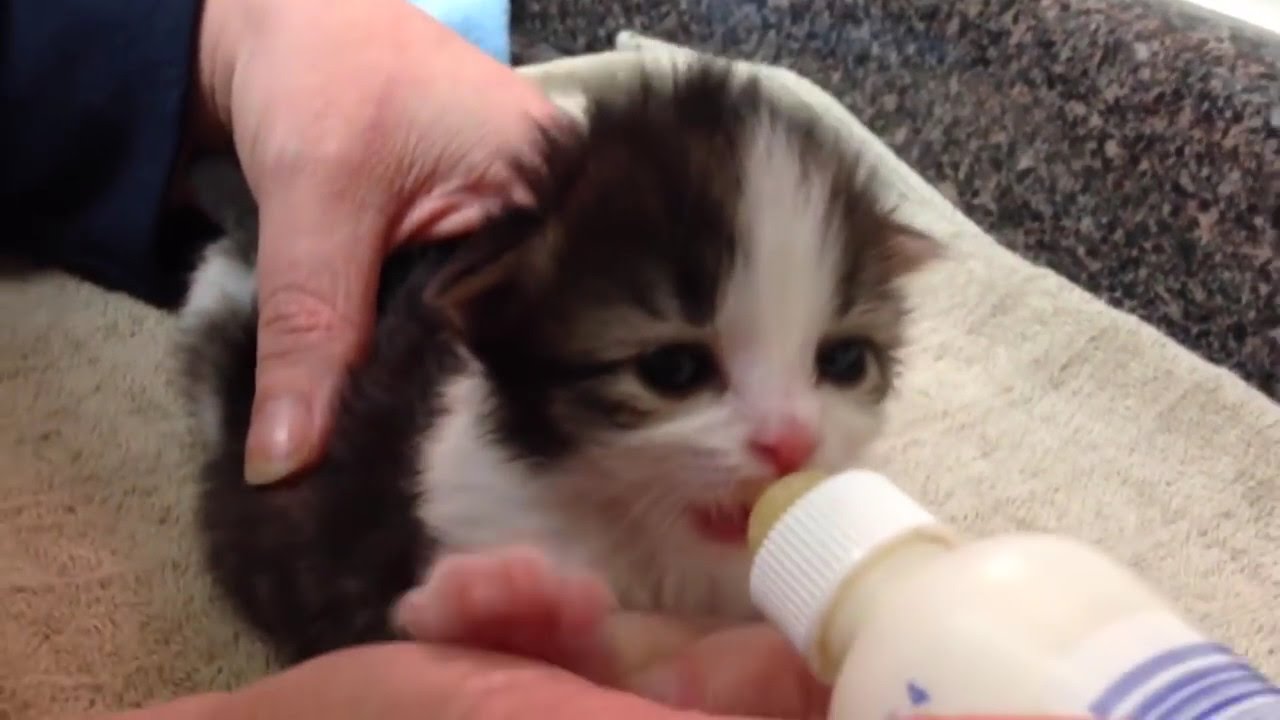 Bottle Feeding a Two-Week Old Kitten 