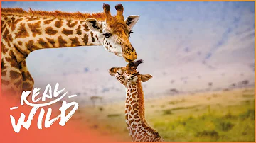 Giraffes: Africa's Majestic Herbivores | Wildlife Quest