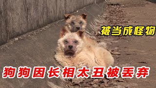 狗狗被当成怪物遭遗弃！