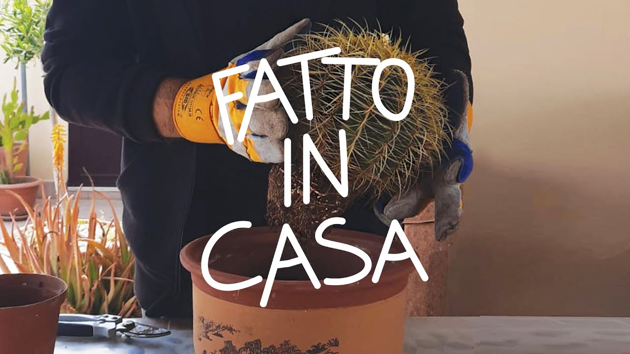 #DGFattoInCasa: Re-potting with Francesco.