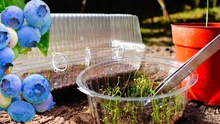 🔴Transplanting blueberry 👉 from seed