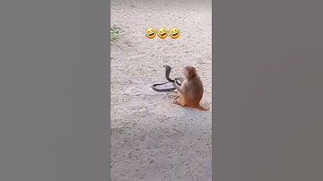 King Cobra Vs Monkey Challenge #shorts #challenge