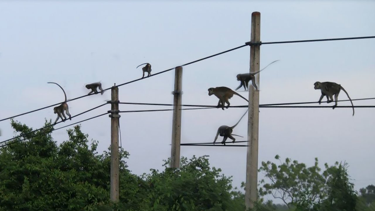 Monkeys running into the jungle on electric wire Primate running on
