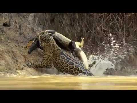 Jaguar vs croco combat à mort!!! incroyable!!