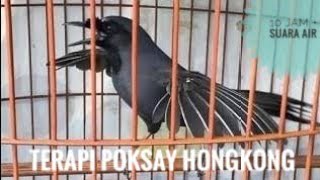 POKSAY HONGKONG TERAPI MACET   SUARA AIR