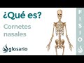 Huesos CORNETES NASALES | Qué son, significado, dónde están, función e hipertrofia de los cornetes