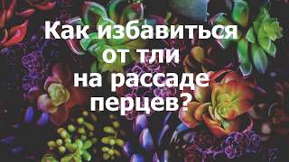 Ежик поделка из пластиковой бутылки для 293