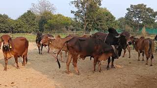 Hamari Gir GauShala ke Darshan | GauRatna GauShala Lucknow | Gir Cow Milk in Lucknow