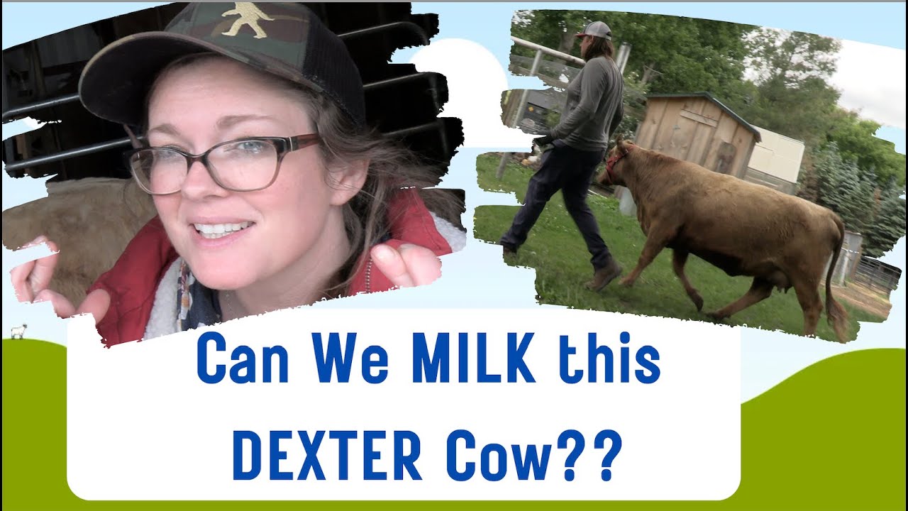 Can We Milk This Dexter Cow Training Begins Pt 1 YouTube Can We Milk This Dexter Cow Training Begins Pt 1 YouTube