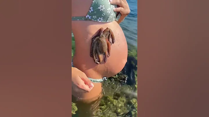 🐙🤰Curious Octopus Fascinated by Pregnant Woman's Baby Bump!