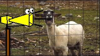 tornado siren madness compilation - sheep screams.