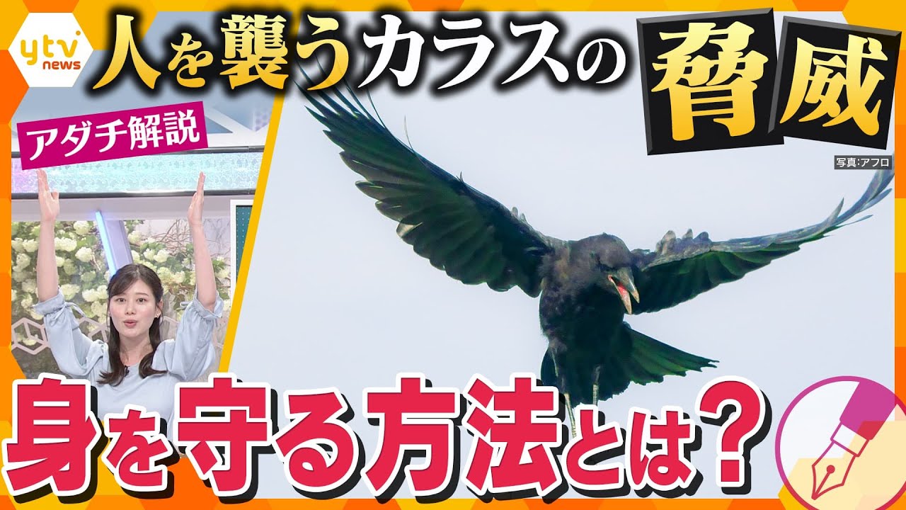 【アダチ解説】「死ぬかと思った」人を襲う“カラス”　襲撃、荒らし、フン被害からどのように身を守ればいいのか？
